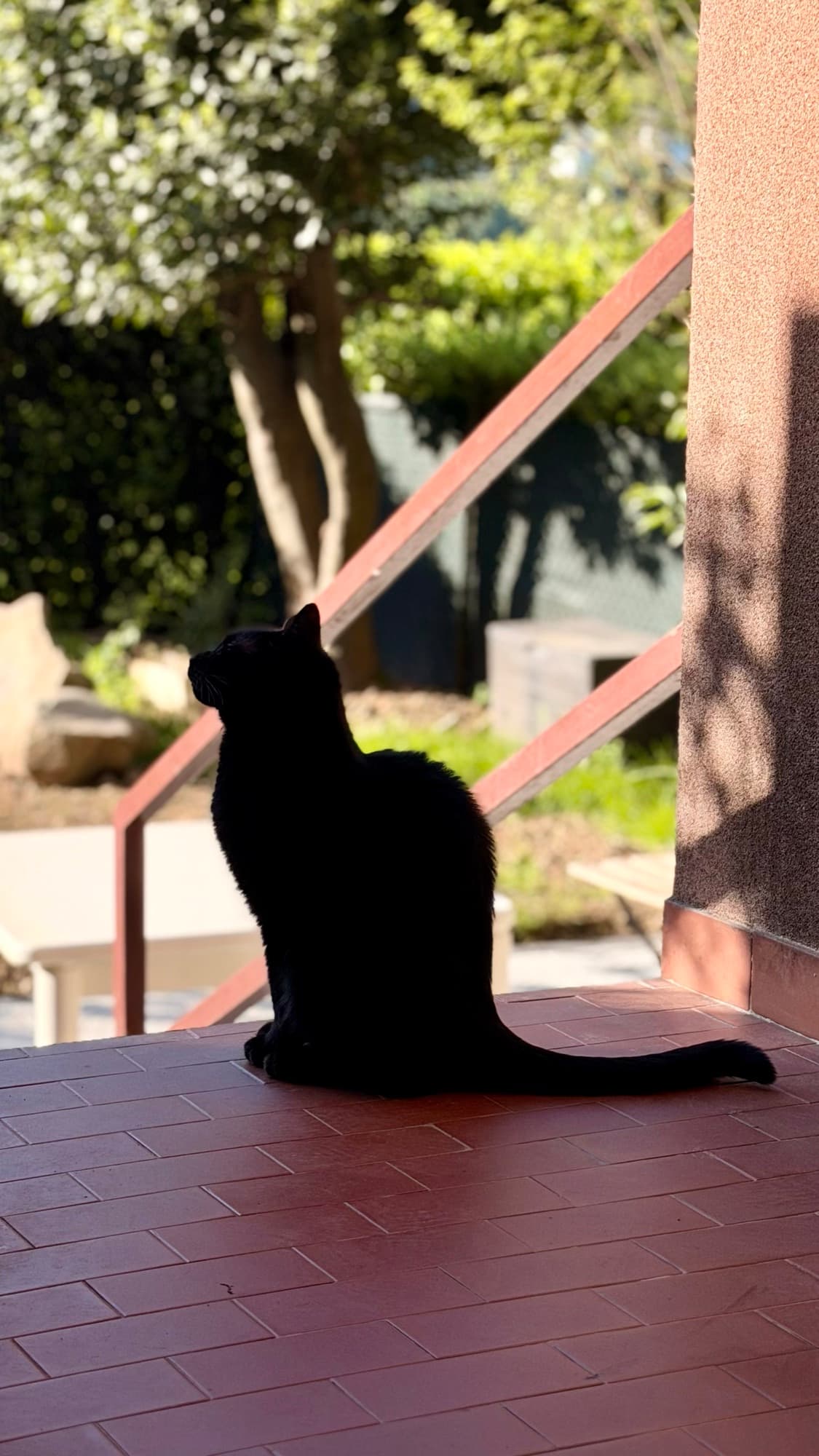 A black cat sitting in silhouette on a red tiled terrace, a sunlit garden and handrail behind it.