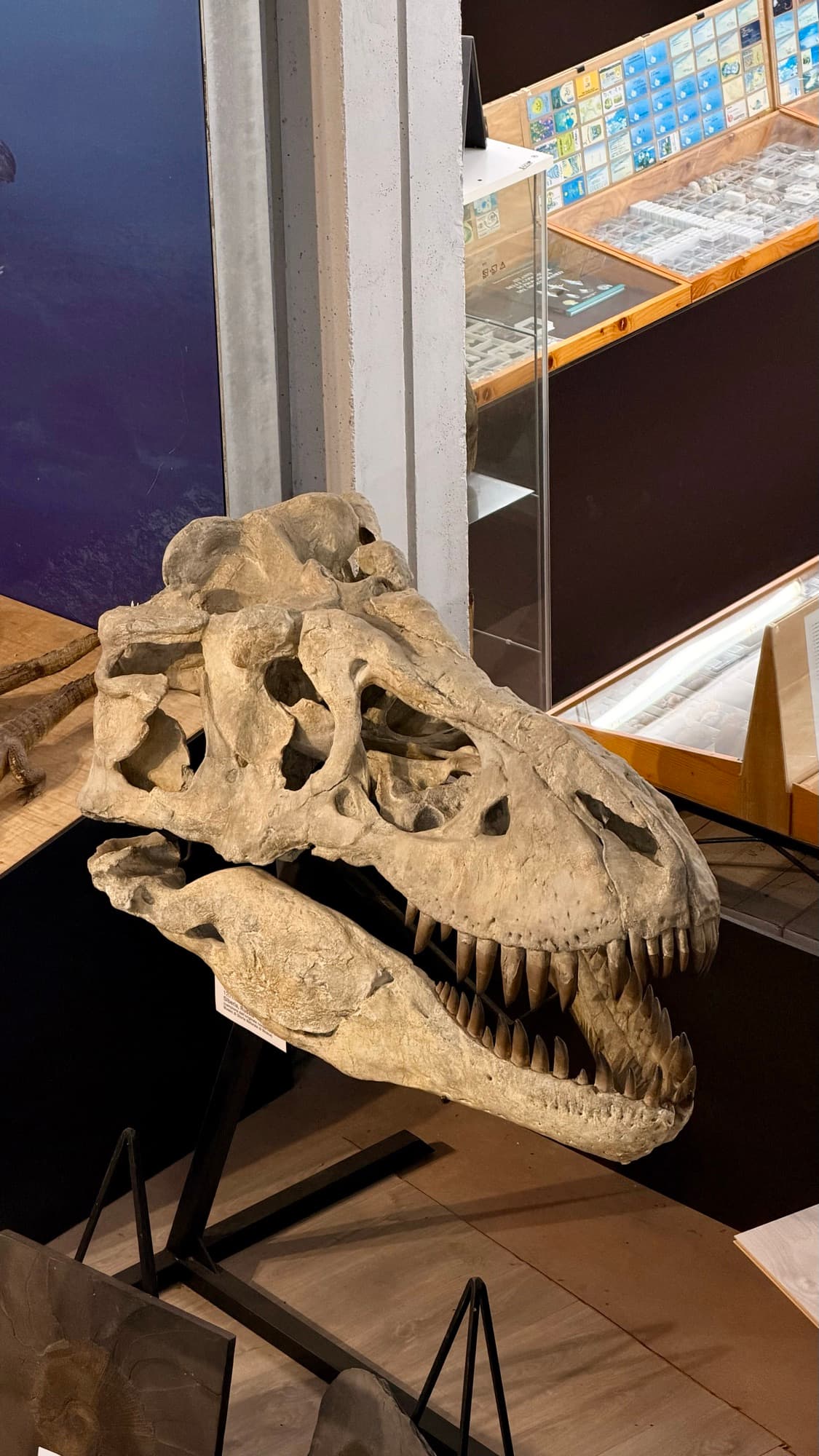 A tyrannosaur skull mounted on a black stand in a museum gallery, display cases behind it.